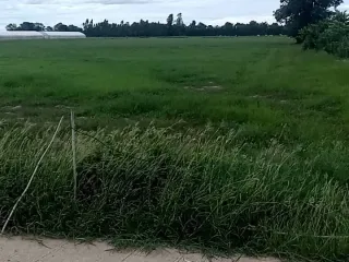 For sale land in Nong Ya Sai, Suphan Buri