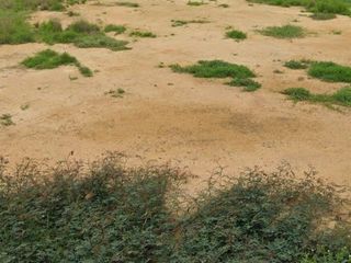 For sale land in Mueang Lamphun, Lamphun
