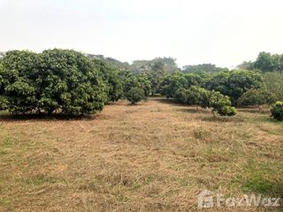 For sale land in Chiang Dao, Chiang Mai