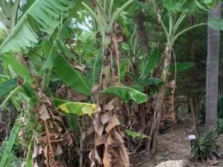 For sale land in Mueang Phuket, Phuket
