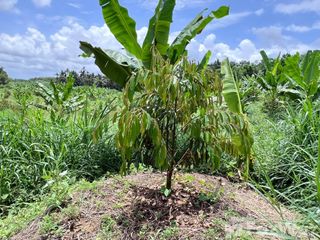 For sale land in Bo Rai, Trat