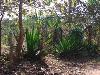 For sale land in Wiang Pa Pao, Chiang Rai