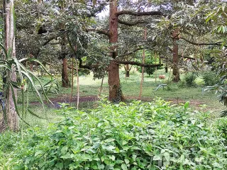 For sale land in Klaeng, Rayong