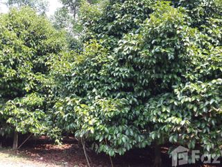 For sale land in Makham, Chanthaburi