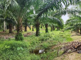 For sale land in Thalang, Phuket