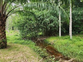 For sale land in Thalang, Phuket