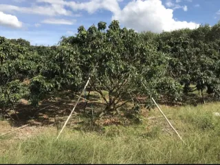 For sale land in Soi Dao, Chanthaburi