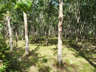 For sale land in Thalang, Phuket