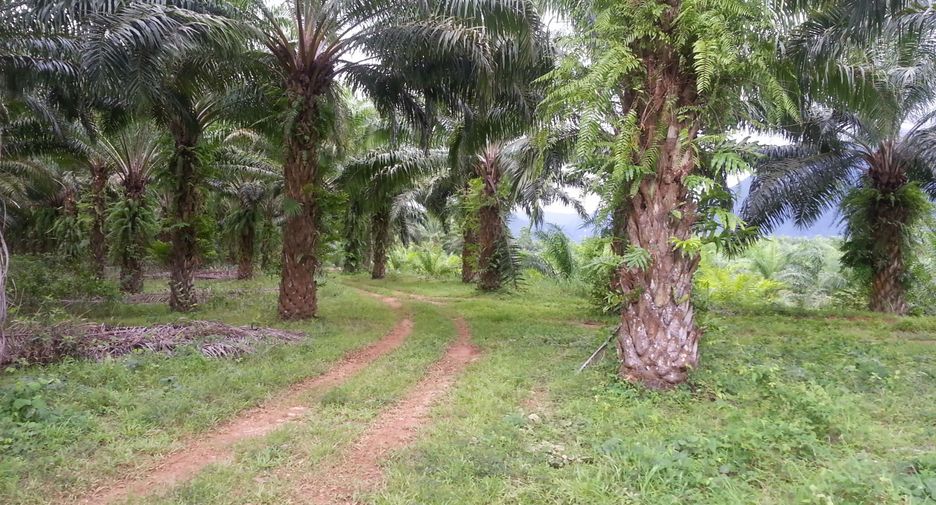 For sale land in Khura Buri, Phang Nga