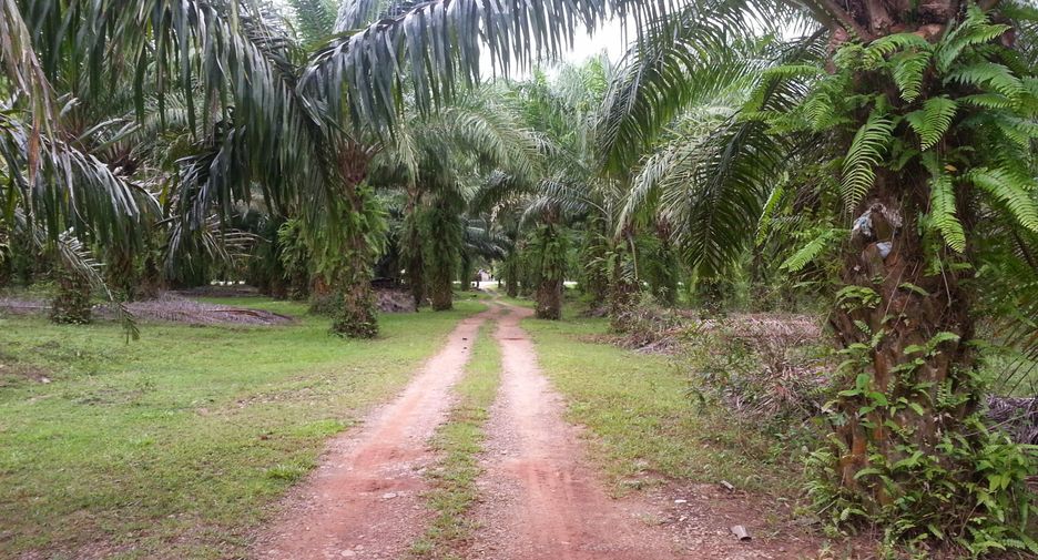 For sale land in Khura Buri, Phang Nga