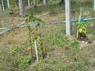 For sale land in Mueang Lampang, Lampang