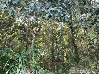 For sale land in Mae Rim, Chiang Mai