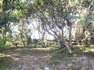 ขาย ที่ดิน ใน สันทราย, เชียงใหม่