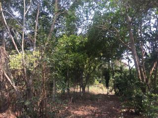 ขาย ที่ดิน ใน สันทราย, เชียงใหม่