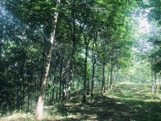 For sale land in Mae Chan, Chiang Rai
