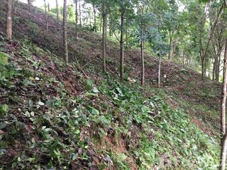 For sale land in Mae Chan, Chiang Rai