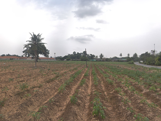 For sale land in Bang Lamung, Chonburi