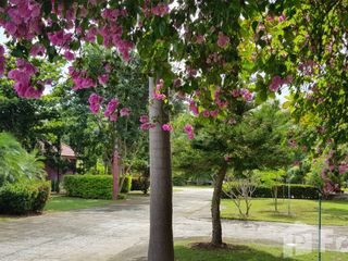For sale land in Mae Chai, Phayao