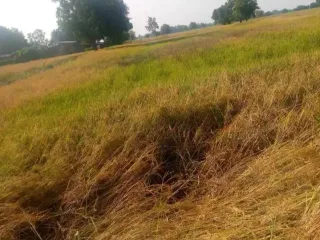 For sale land in Ban Mi, Lopburi