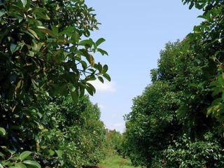 For sale 1 Beds land in Makham, Chanthaburi