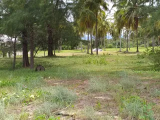 For sale land in Tha Sala, Nakhon Si Thammarat