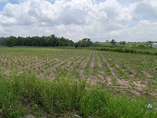 For sale land in Si Racha, Chonburi