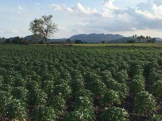 For sale land in Nong Muang, Lopburi