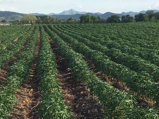 For sale land in Nong Muang, Lopburi
