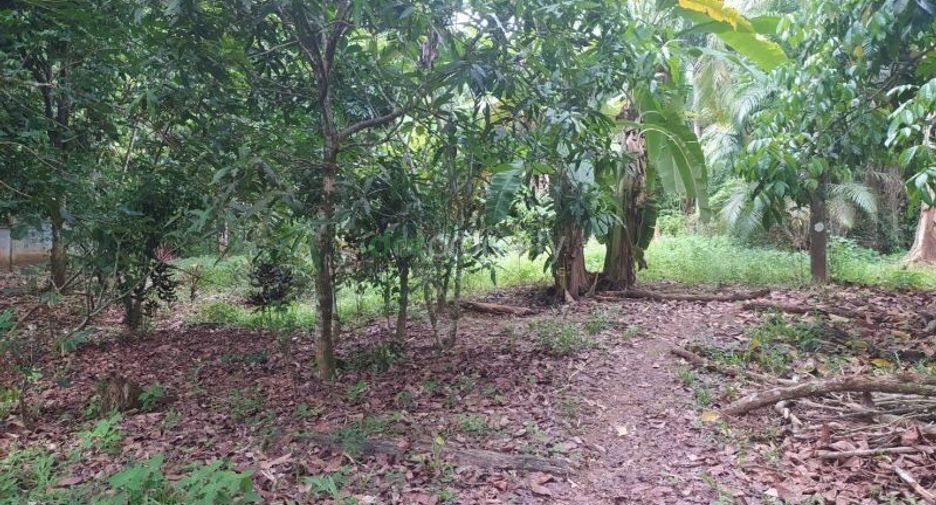 For sale land in Mueang Phangnga, Phang Nga
