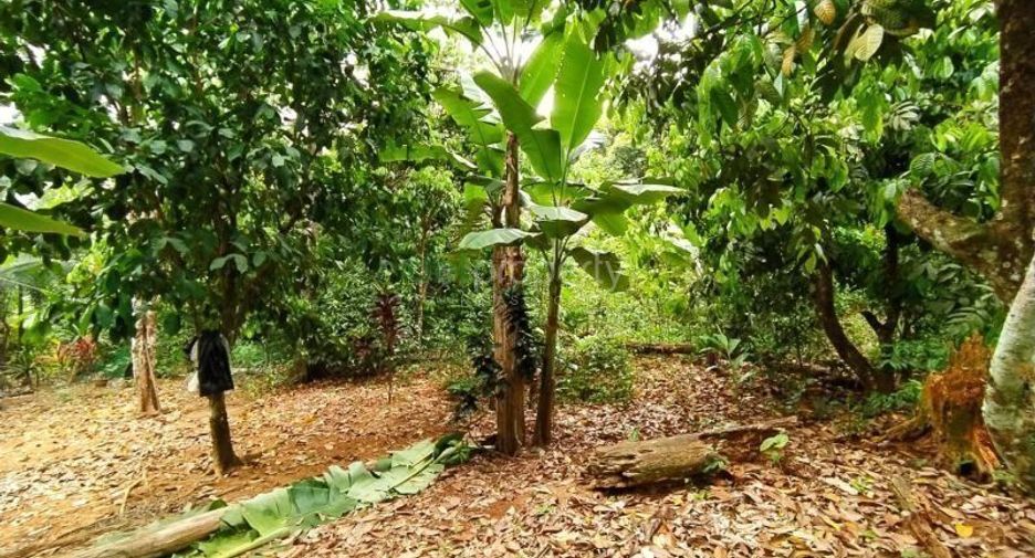 For sale land in Mueang Phangnga, Phang Nga