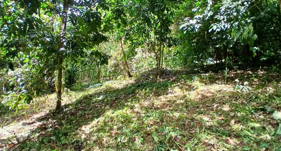 For sale land in Mueang Phangnga, Phang Nga
