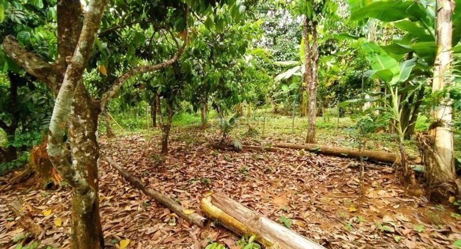 For sale land in Mueang Phangnga, Phang Nga