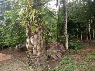 出售 土地 在 Kapong, Phangnga