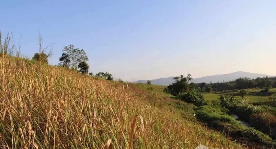 Grundstück zum Kauf in Mae Chan, Chiang Rai