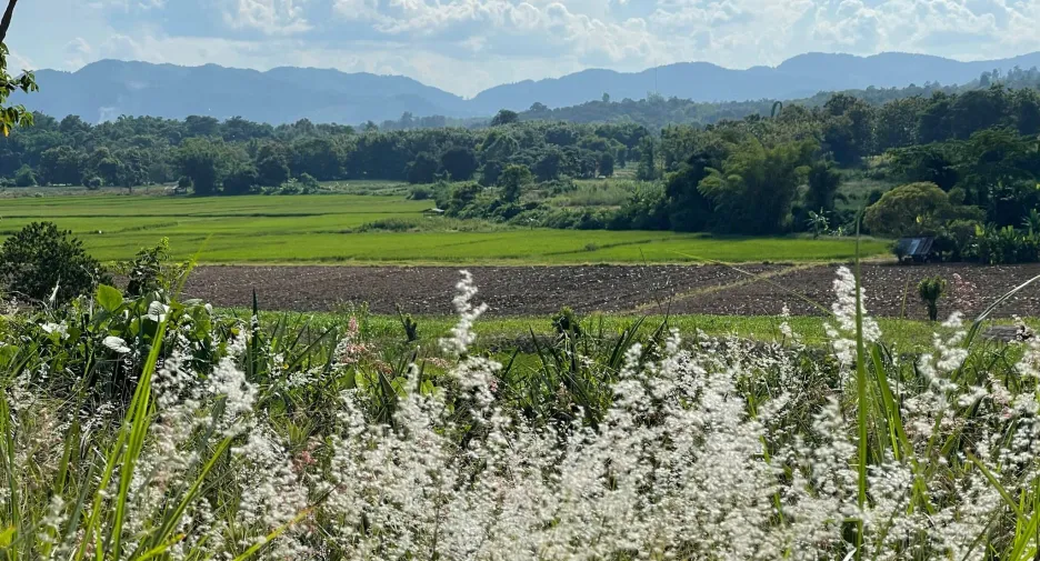 Grundstück zum Kauf in Mae Chan, Chiang Rai