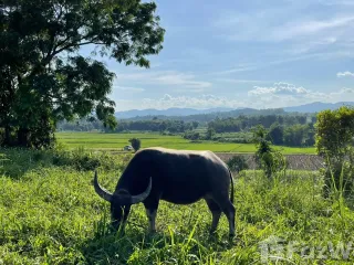 For sale land in Mae Chan, Chiang Rai
