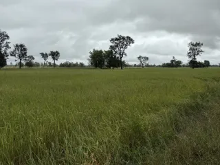 出售 土地 在 Kanthararom, Si Sa Ket