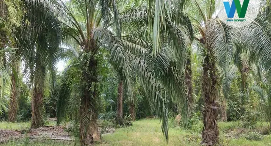 For sale land in Pa Phayom, Phatthalung