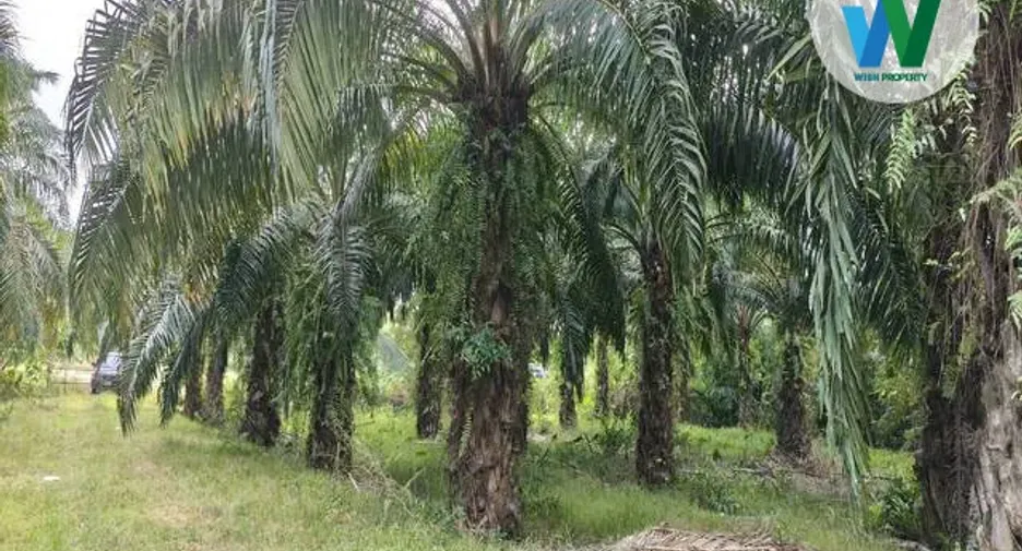 For sale land in Pa Phayom, Phatthalung
