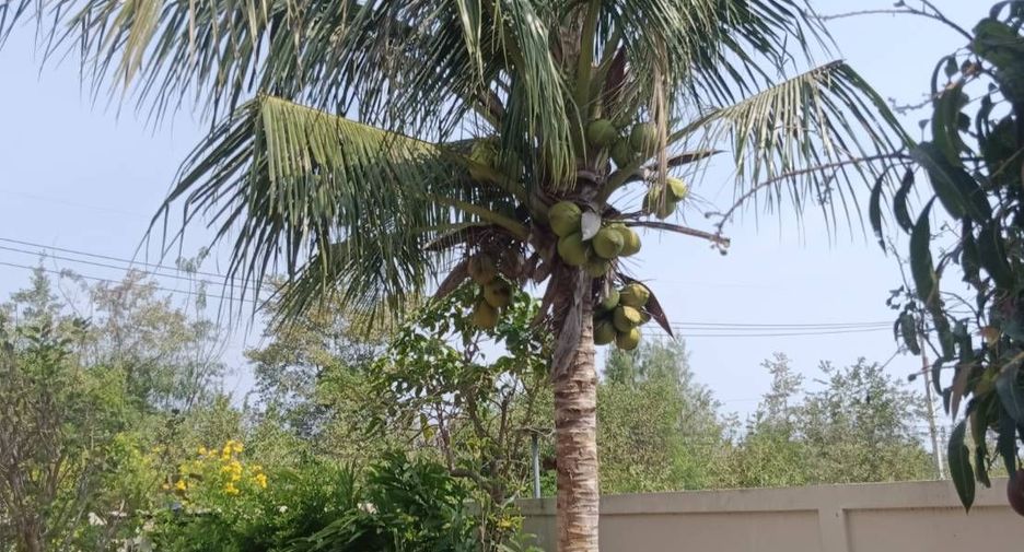 For sale and for rent 3 bedrooms house in Hua Hin, Prachuap Khiri Khan