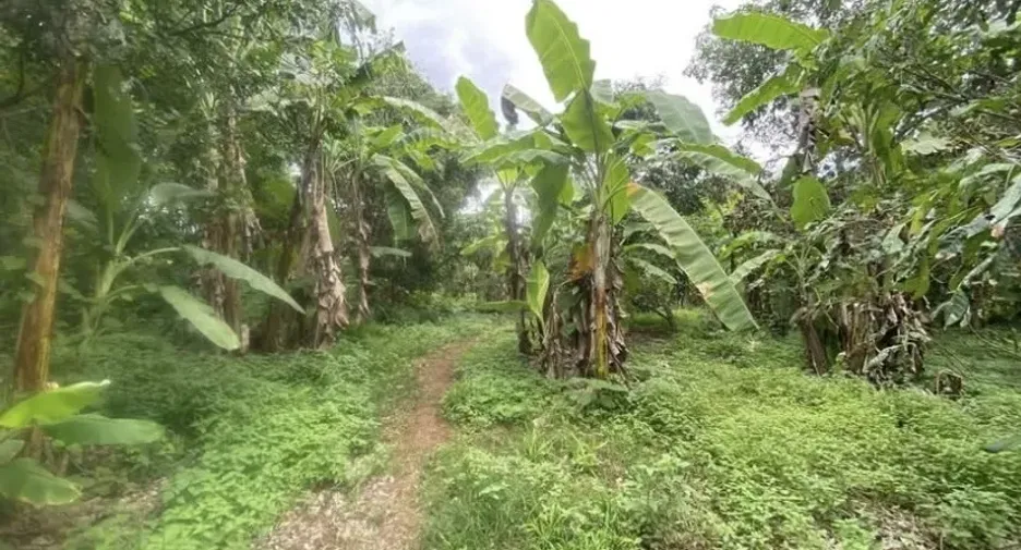 For sale land in Doi Saket, Chiang Mai