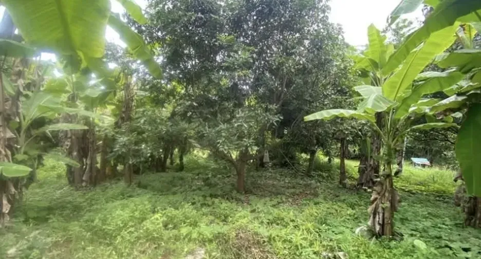 For sale land in Doi Saket, Chiang Mai