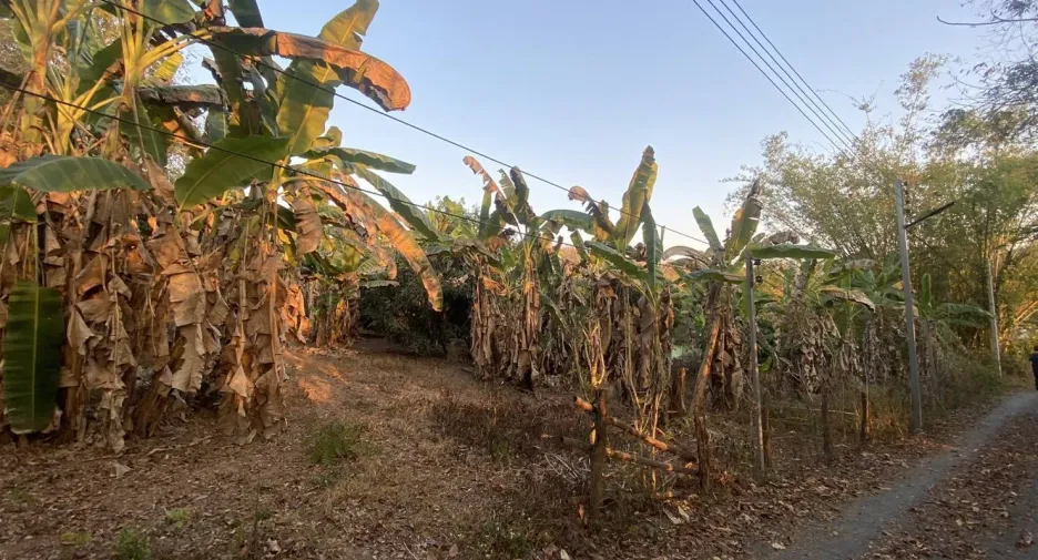 For sale land in Doi Saket, Chiang Mai