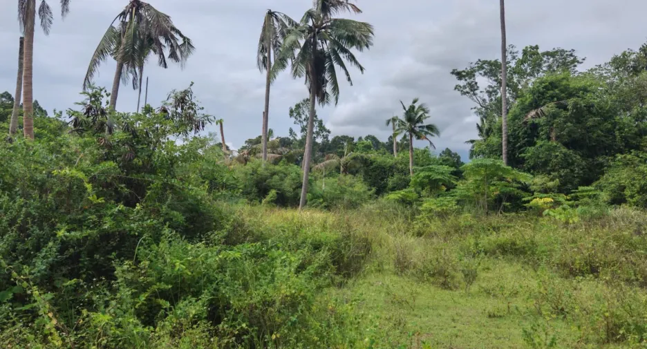 For sale land in Ko Samui, Surat Thani