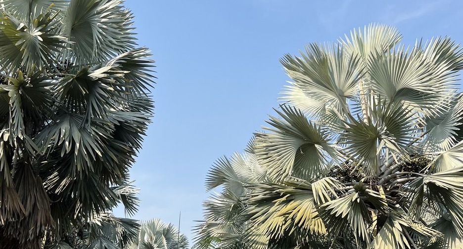 Grundstück zum Kauf in Hang Dong, Chiang Mai