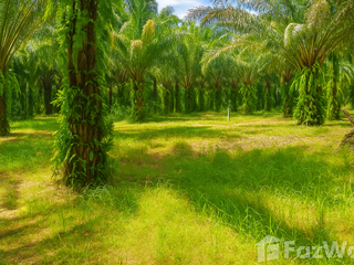 For sale land in Lang Suan, Chumphon