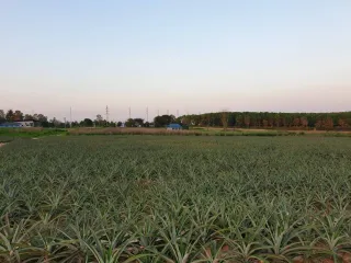 For sale land in Bang Lamung, Chonburi