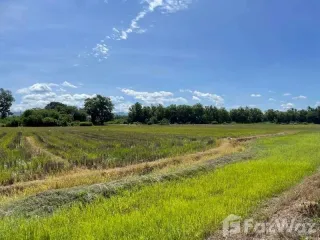 For sale land in Mae Rim, Chiang Mai