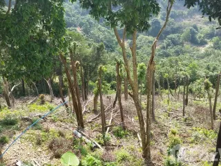 For sale land in Ko Samui, Surat Thani