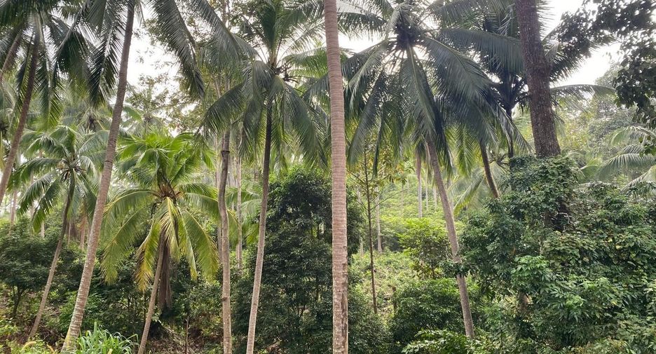 For sale land in Ko Samui, Surat Thani